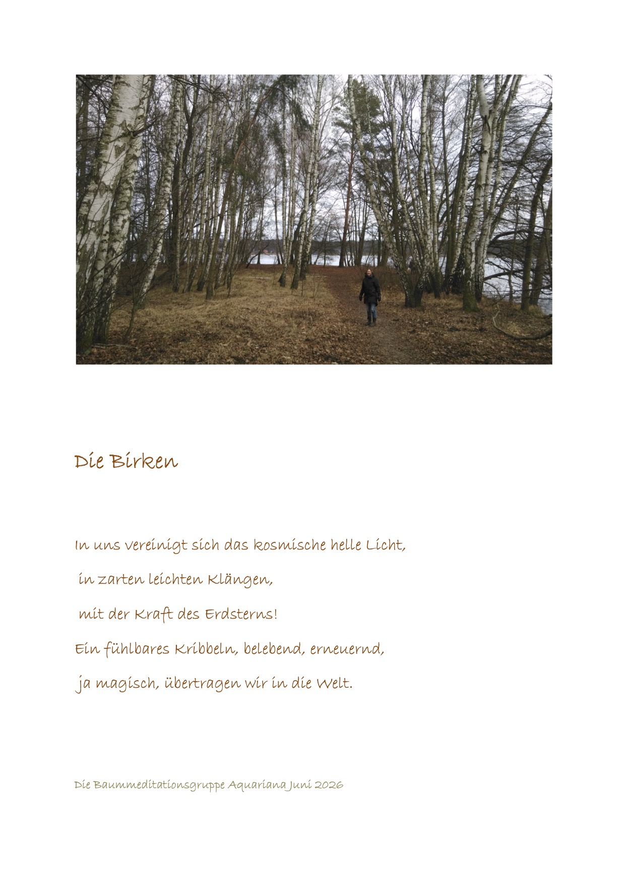 Die Birke